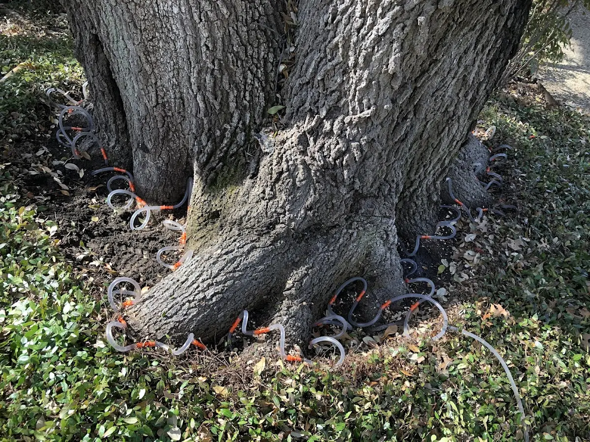 Detailed Tree Cabling and Bracing job site in Amsterdam